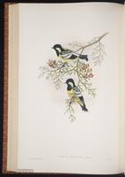 Elegant Tit plate 50