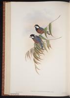 Chestnut-bellied Nuthatch plate 49
