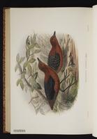 White-striped Forest Crake plate 70