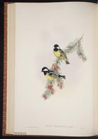 Yellow-bellied Tit plate 48