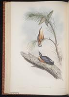 White-tailed Nuthatch plate 47