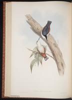 White-cheeked Nuthatch plate 46