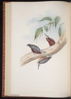 Chestnut-bellied Nuthatch plate 45