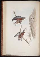 Chestnut-bellied Nuthatch plate 44