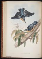 Beautiful Nuthatch plate 43