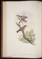 Chestnut-vented Nuthatch plate 42