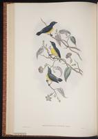 Legge's Flowerpecke plate 41