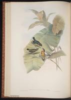 Fire-breasted Flowerpecker plate 40