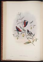 Scarlet-backed Flowerpecker plate 39