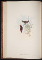 Scarlet-backed Flowerpecker plate 38
