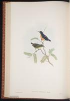 Orange-bellied Flowerpecker plate 37