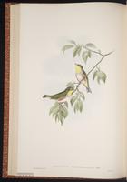 Chestnut-flanked White-eye plate 35