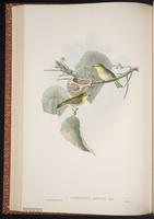 Japanese White-eye plate 34