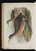 Papuan Flightless Rail plate 69