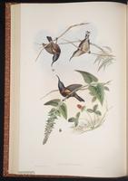 Nectarinia lotenia plate 33