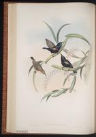 Nectarinia asiatica plate 32