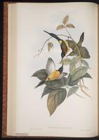 Green-tailed Sunbird plate 31
