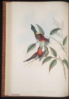 Crimson Sunbird plate 30