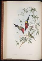 Crimson Sunbird plate 29