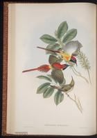 Fire-tailed Sunbird plate 28