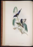 Black-throated Sunbird plate 27
