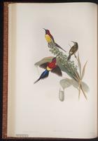 Mrs. Gould's Sunbird plate 26