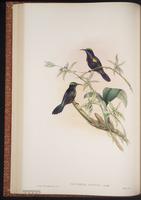 Nectarinia calcostetha plate 25