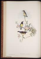 Nectarinia zeylonica plate 24