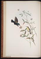 Nectarinia osea plate 23