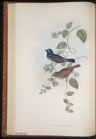 Small Niltava plate 22
