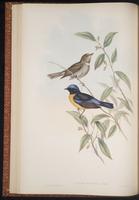 Rufous-bellied Niltava plate 21