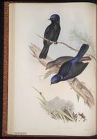 Large Niltava plate 20