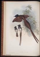 Asian Paradise Flycatcher plate 19
