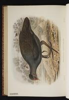 Dusky Megapode plate 68