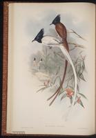 Asian Paradise Flycatcher plate 18