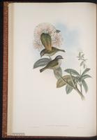 Green Shrike-Babbler plate 17