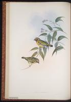Black-eared Shrike-Babbler plate 16