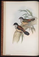 Black-headed Shrike-Babbler plate 15