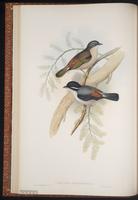 White-browed Shrike-Babbler plate 14