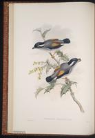 White-browed Shrike-Babbler plate 13