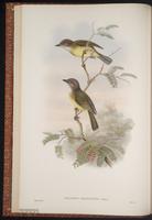 Yellow-bellied Whistler plate 12