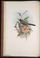 Ashy Minivet plate 11