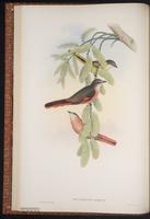 Rosy Minivet plate 10