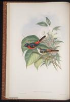 Small Minivet plate 9