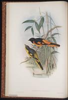 Scarlet Minivet plate 8