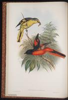Scarlet Minivet plate 7
