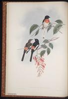 White-bellied Minivet plate 6