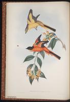 Grey-chinned Minivet plate 5