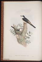 Swinhoe's Minivet plate 4