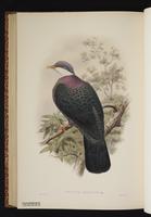 Metallic Pigeon plate 67